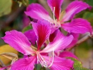 Bauhinia orchid lily (Pink) - Plant