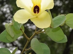 Bauhinia Tomentosa, Yellow Bauhinia - Plant