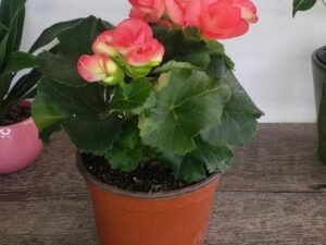 Begonia Pink, - Plant