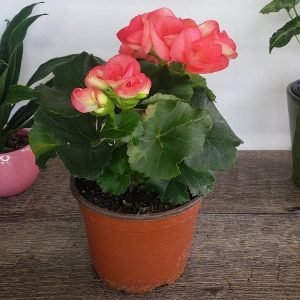 Begonia (Pink) - Plant
