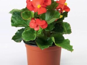 Begonia Red, - Plant