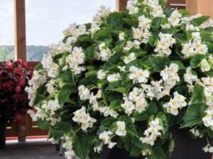 Begonia White, Plant