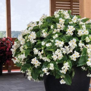 Begonia (White) - Plant