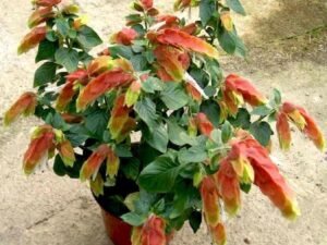Orange Yellow Lollipop Plant, Shrimp (Orange-Yellow) - Plant