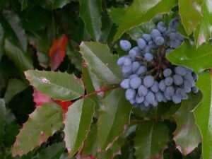 Berberis aquifolium - Plant