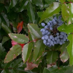 Berberis aquifolium - Plant