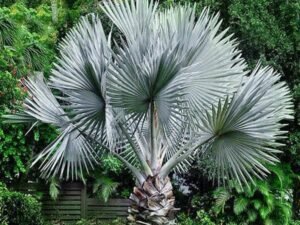 Bismarckia Palm in chilkana- Plant
