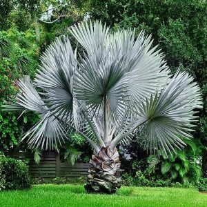 Bismarckia Palm in chilkana- Plant
