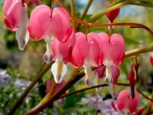 Bleeding Heart Plant, Lamprocapnos spectabilis - Plant