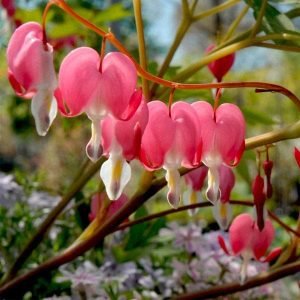 Bleeding Heart Plant, Lamprocapnos spectabilis - Plant