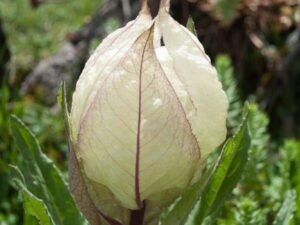 Brahma Kamal, Saussurea Obvallata - Plant