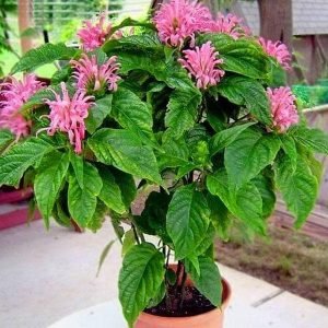 Jacobinia, Brazilian plume (Any Color) - Plant