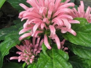 Pink Brazilian plume, Brazilian plume, Jacobina (Pink) - Plant