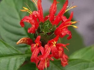 Red Brazilian Plume, Jacobinia (Red) - Plant