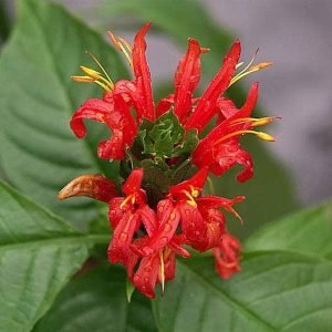 Brazilian Plume, Jacobinia (Red) - Plant