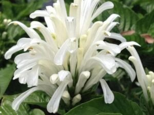Brazilian plume (White) - Plant