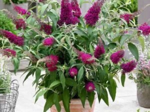 Buddleia, Butterfly Bush - Plant