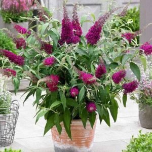 Buddleia, Butterfly Bush - Plant