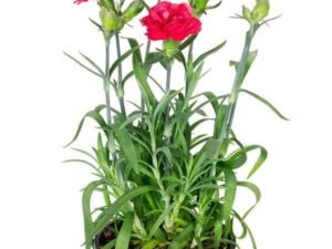 Carnation (Any Color) - Plant
