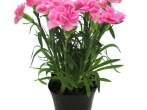Carnation (Pink) - Plant
