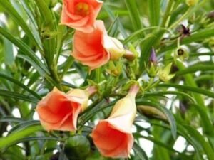 Cascabela Thevetia, Bitti (Peach) - Plant