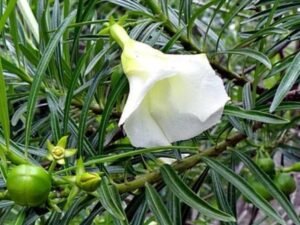 Cascabela Thevetia, Bitti (White) - Plant