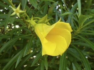Cascabela Thevetia, Yellow Oleander, Bitti (Yellow) - Plant