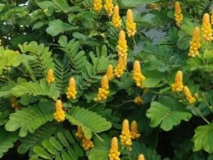 Ringworm Bush, Cassia alata - Plant