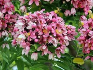 Pink Shower, Cassia Grandis - Plant