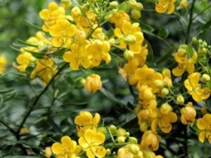 Cassia Siamea, Cassia Florida (Yellow) - Plant