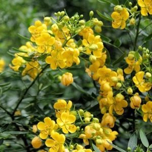 Cassia Siamea, Cassia Florida (Yellow) - Plant