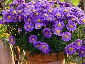Aster violet