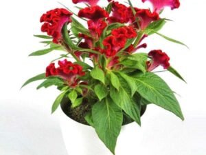 Celosia Cockscomb (Any Color) - Plant