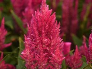 Pink Celosia - Plant