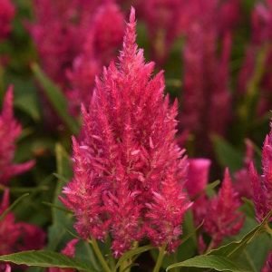 Celosia (Pink) - Plant