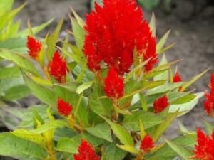 Red Celosia - Plant