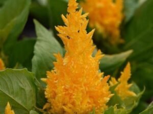 Yellow Celosia - Plant