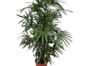 Chamaedorea Microspadix, Hardy Bamboo Palm - Plant
