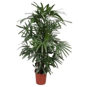Chamaedorea Microspadix, Hardy Bamboo Palm - Plant