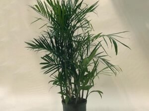Chamaedorea Seifrizii, Bamboo Palm - Plant