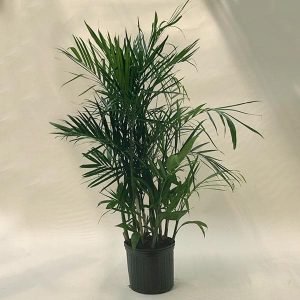 Chamaedorea Seifrizii, Bamboo Palm - Plant