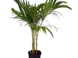 Christmas Palm, Manila Palm, Dwarf Royal Palm - Plant