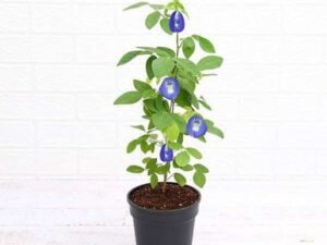 Clitoria Ternatea, Gokarna (Blue) - Plant