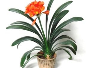 Clivia Miniata, Kaffir lily - Plant