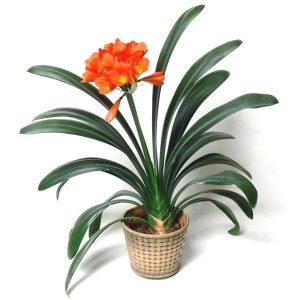 Clivia Miniata, Kaffir lily - Plant