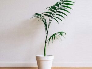 Cluster Palm - Plant
