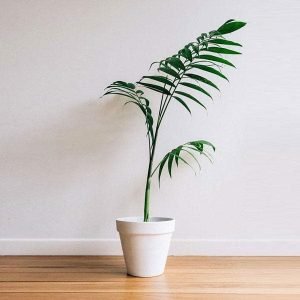 Cluster Palm - Plant