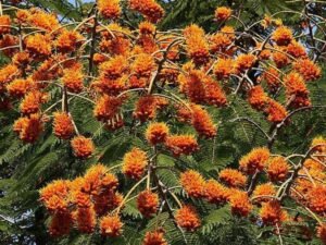 Colville's Glory, Colvillea Racemosa - Plant