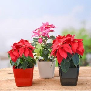 Poinsettia, Christmas Flower ( Pack of 3 ) Plants