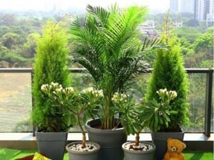 Popular Outdoor Plants for Gardening on Terrace